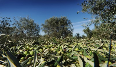 master-dieta-mediterranea-sostenibilita-ambientale-dieta-mediterranea-universita-calabria-dibest-luana-gallo